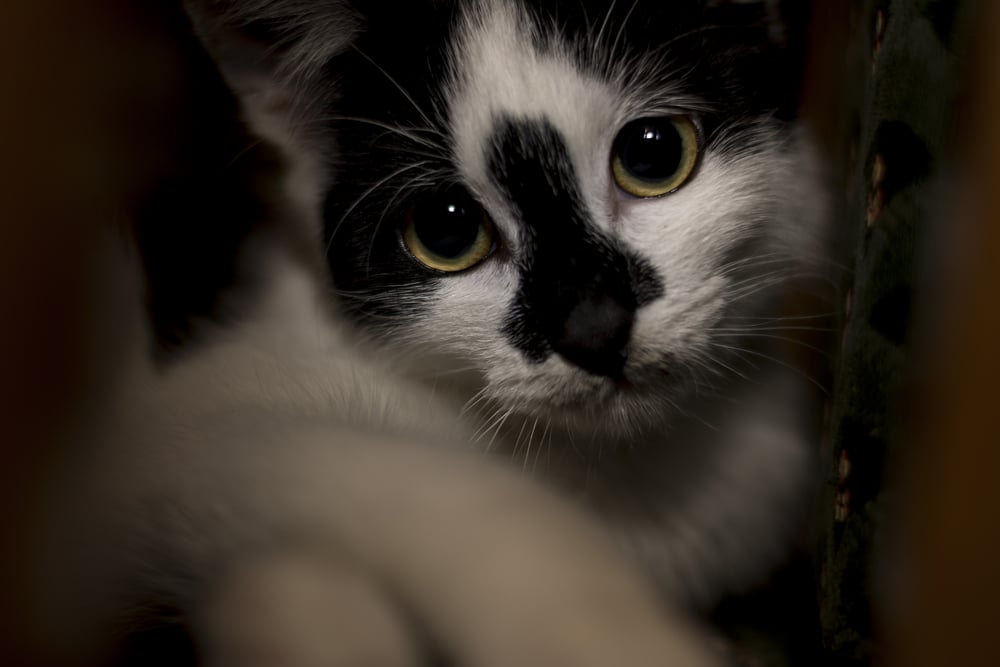 Como Hacer Que Tu Gato No Maulle Por Las Noches